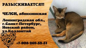 Пропала кошка! ЧЕЛСИ. Абиссинская. Ленинградская обл,  г.Санкт-Петербург