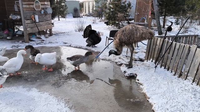 Перепелкины топотушки