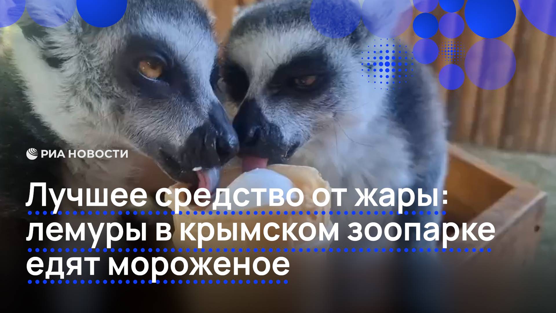 Лучшее средство от жары: лемуры в крымском зоопарке едят мороженое