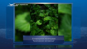 Крапивное заговенье. Календарь Губернии от 11 июля