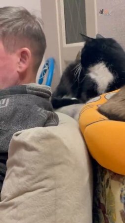 Кошкино блаженство