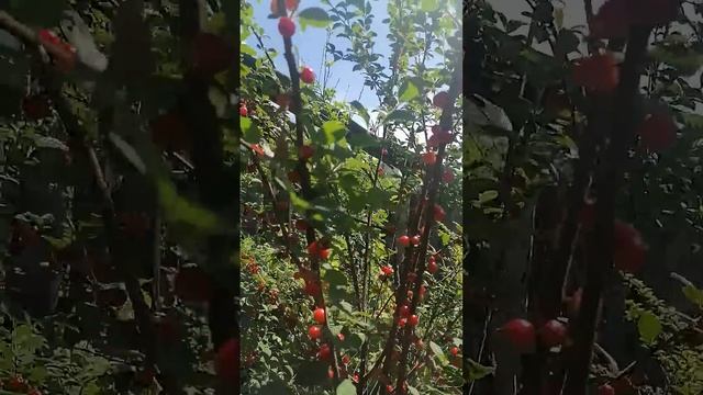 деревня,