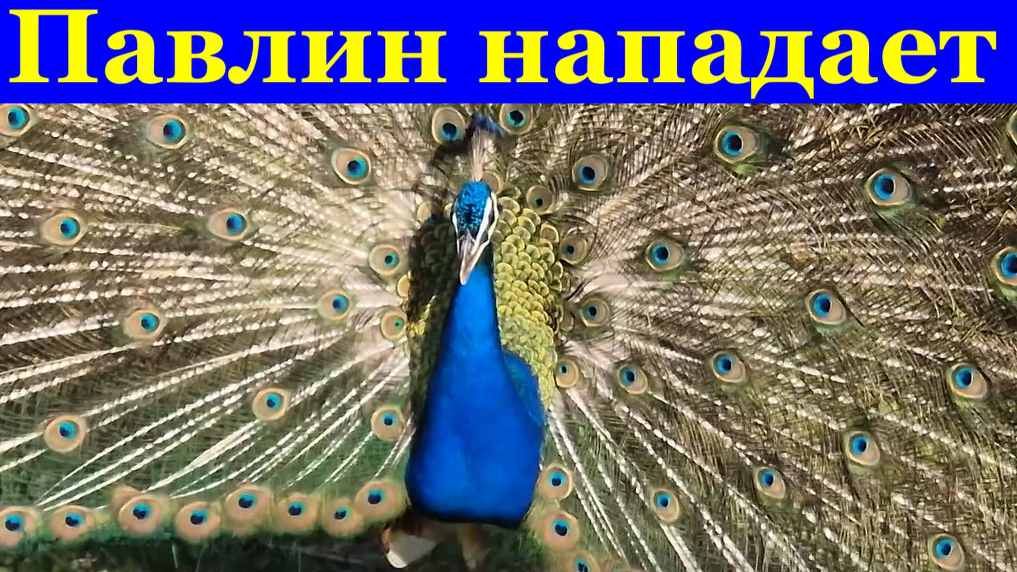 Животные птицы оборона Павлина защитник нападает