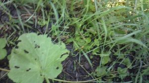 Обзор кабачкового растения сорта Кукурзелле.