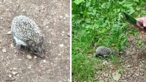 Маленький, но смелый ЁЖИК в Салтыковском лесопарке