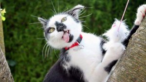 Приколы с котами! Смешные коты - Самые смешные животные С ОЗВУЧКОЙ! Ржака!!