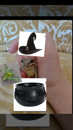 зельеварение от лягушки