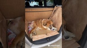 Помогите Рыжуле!