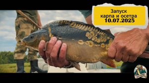 ЗАПУСК КАРПА И ОСЕТРА 10.07.2025