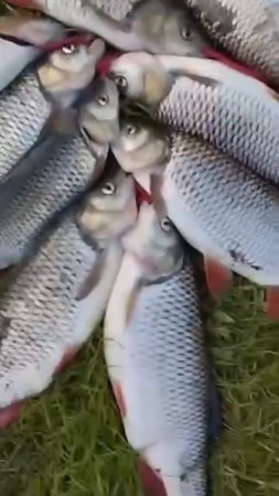 Рыбалка удалась 🎣