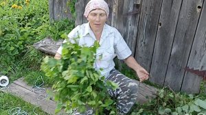 Веники в баньку.