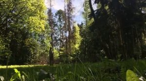 Удаление хвойных деревьев целиком - LiWood