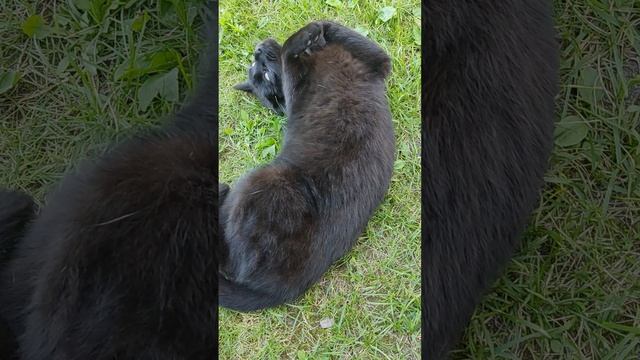 VID_20250710_133819.mp4