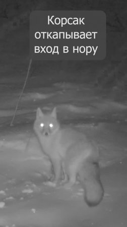 Корсак откапывает нору под снегом ч1