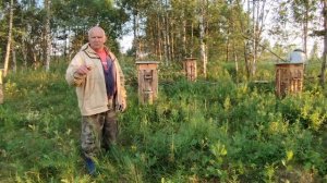 Дикая пасека после урагана