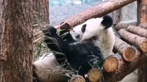 VID_20250710_093218_498.mp4