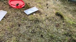 Это голодный мох? Нет, все-таки птица.