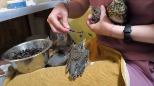 Кушают и какают: увлекательные будни птенцов