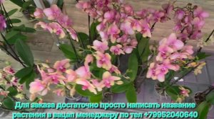 Обзор цветущих растений 10.07.25.