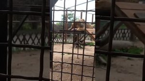 Взгляд на зоопарк с Западной Сибири. шерхану дали мясо1. Видео от Натальи из Ишима