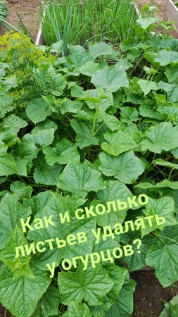 Как правильно удалить листья у огурцов?