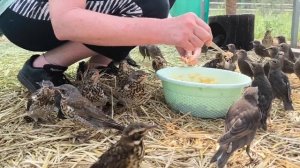 Насекомых доели, теперь доедаем волонтера