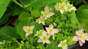 Гортензия крупнолистная Флоренция #garden #flowers #цветы #сад #цветыдлядома #растения #сезонконтент