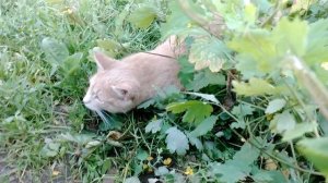 Сиф и Рыся родные брат и сестра.