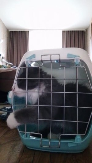 мой кот