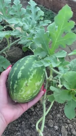 Случайно выросший арбузик🍉