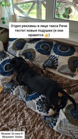 отпуск с питомцами