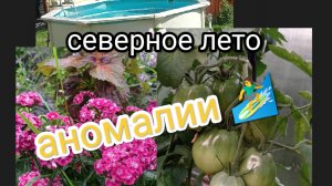 жизнь на Крайнем Севере/аномальное лето/клубника/помидоры