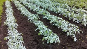 Покажу  вам , как выглядит 🥔 Картошка после обработки от Фитофторы.