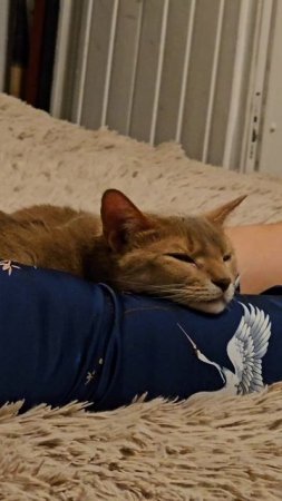 Главное в жизни кота - не уработаться