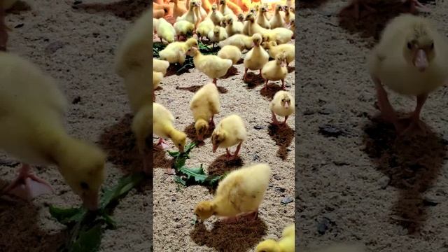 🦆 Гусята растут и становятся очень любопытными — от травы их уже не оттащить! 🌱
