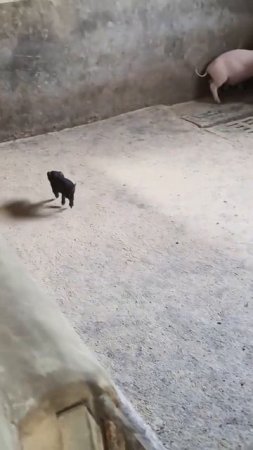 Реальный расизм среди животных