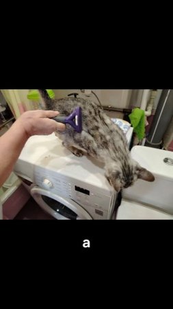 Сёма и Марсель 4 серия
