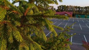 Тест видео Tecno Spark Go 1 (4/64Гб), образец видеосъемки, ВЕЧЕР