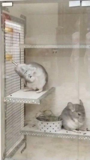 Финик пьёт воду💗