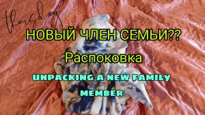 НОВЫЙ ЧЛЕН СЕМЬИ?? Распоковка нового члена семьи Аси! видео от Polli Show 💖💗