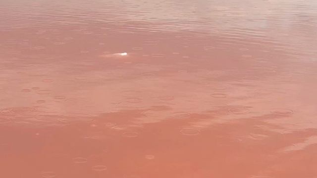 КРЫМ, озеро САСЫК- СИВАШ июль 2024г смотреть онлайн