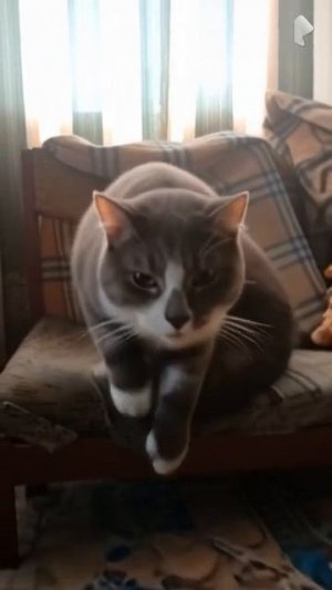 кот