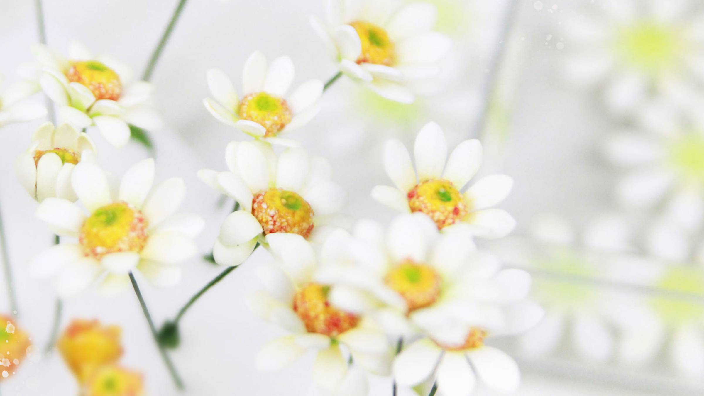Как настоящие эти маленькие ромашки из фоамирана 😍🌼Цветы для открыток и заколок