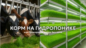 Гидропонный зеленый корм: как выращивают корм для коров на воде 🐄