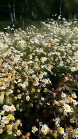 Ромашковое лето 🌼🌼🌼