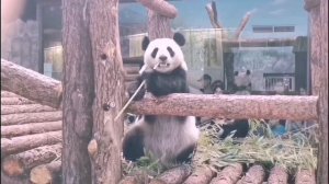 🐼 Наша озорная Катюша — настоящая юмористка! 🎪