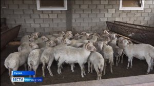 Ветеринарная-служба-Ингушетии-проводит-профилактический-осмотр-КРС-и-МРС