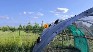 Вера преследовала дрозда, за что была избита уткой