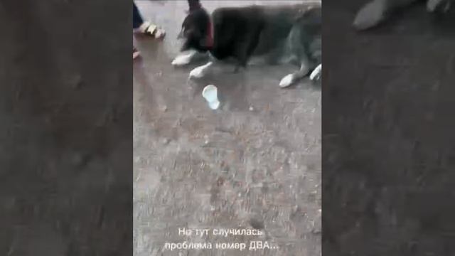 🥲

Горожане помогли пожилому песику, который две недели гулял по Купчино найти свою хозяйки