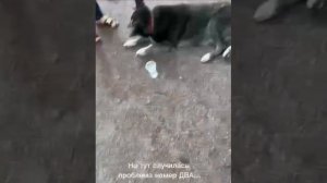 🥲

Горожане помогли пожилому песику, который две недели гулял по Купчино найти свою хозяйки